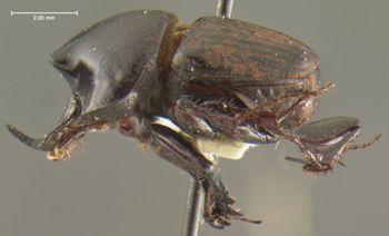Media type: image;   Entomology 34725 Aspect: habitus lateral view